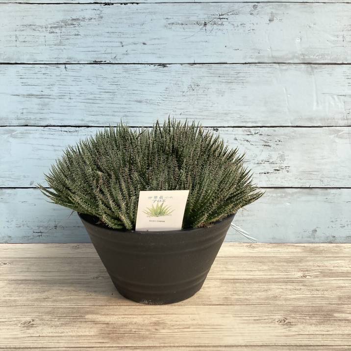 極小アロエ!アロエ・ハオルチオイデス 6号|観葉01-D1