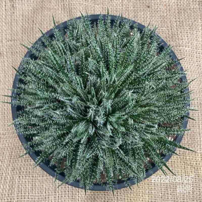 極小アロエ!アロエ・ハオルチオイデス 6号|観葉01-D1