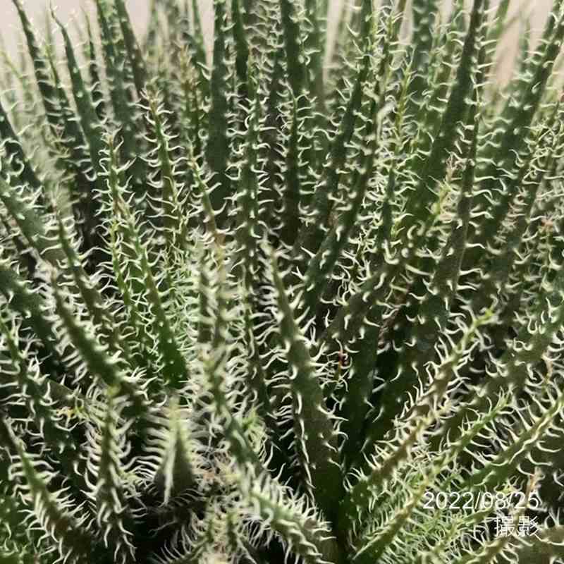 極小アロエ!アロエ・ハオルチオイデス 6号|観葉01-D1