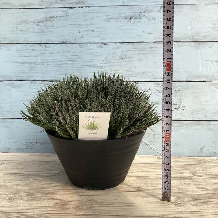 極小アロエ!アロエ・ハオルチオイデス 6号|観葉01-D1