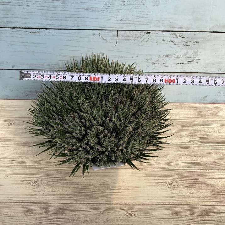 極小アロエ!アロエ・ハオルチオイデス 6号|観葉01-D1