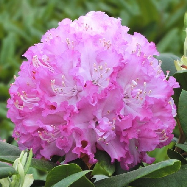 シャクナゲ スーパーローディー 6号 ピンクサファイア｜花木01-D1