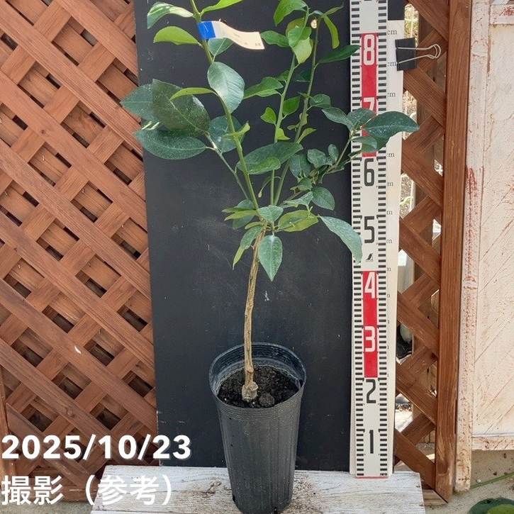 レモン スイートレモネード 5号ロングポット 2年生苗｜柑橘｜果樹04-PA