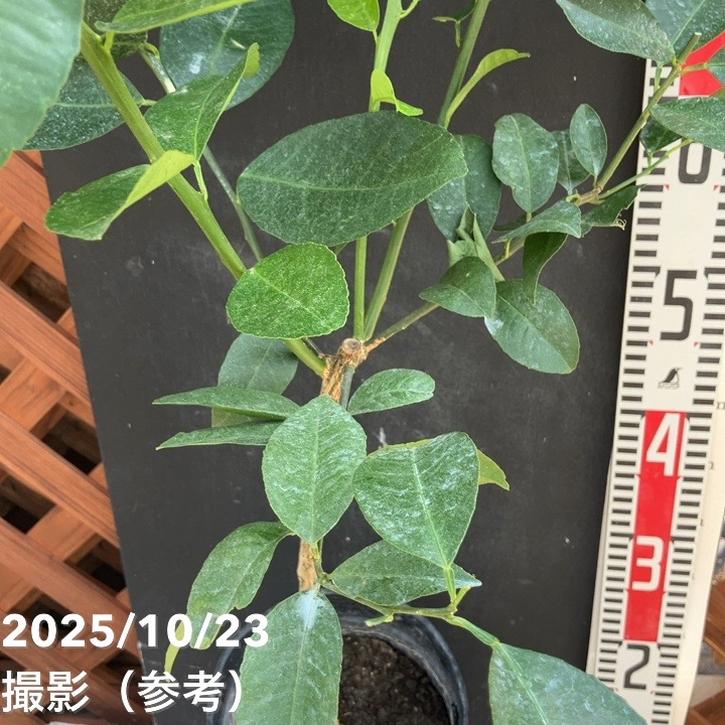 レモン スイートレモネード 5号ロングポット 2年生苗｜柑橘｜果樹04-PA