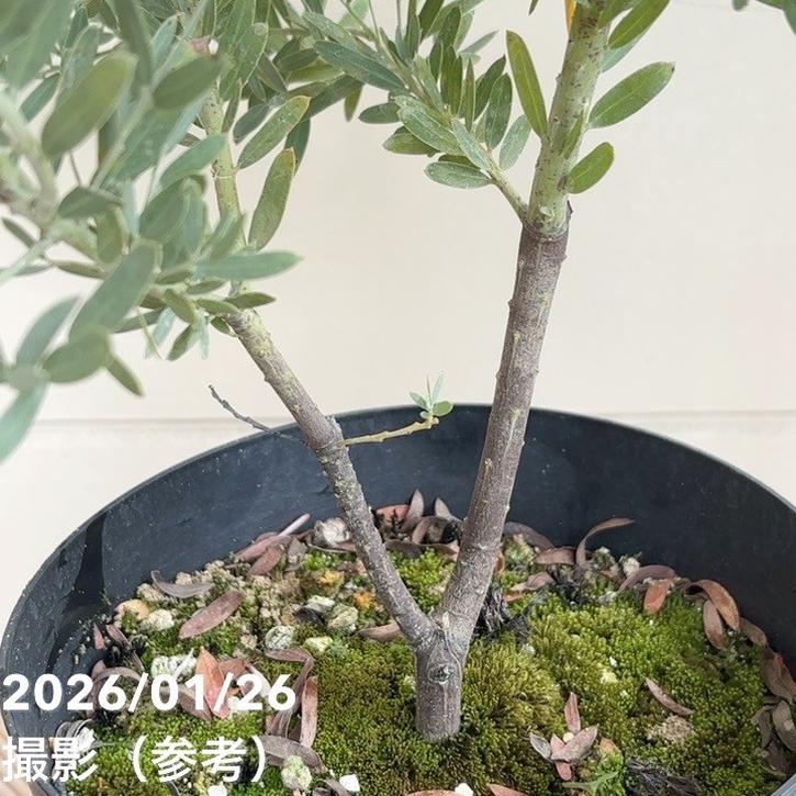 アカシア ブルーブッシュ （コベニー）6号｜花木04-PA | 花木・庭木