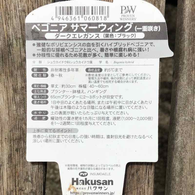 PW 球根ベゴニア サマーウィング ダークエレガンス 3.5号×3株セット