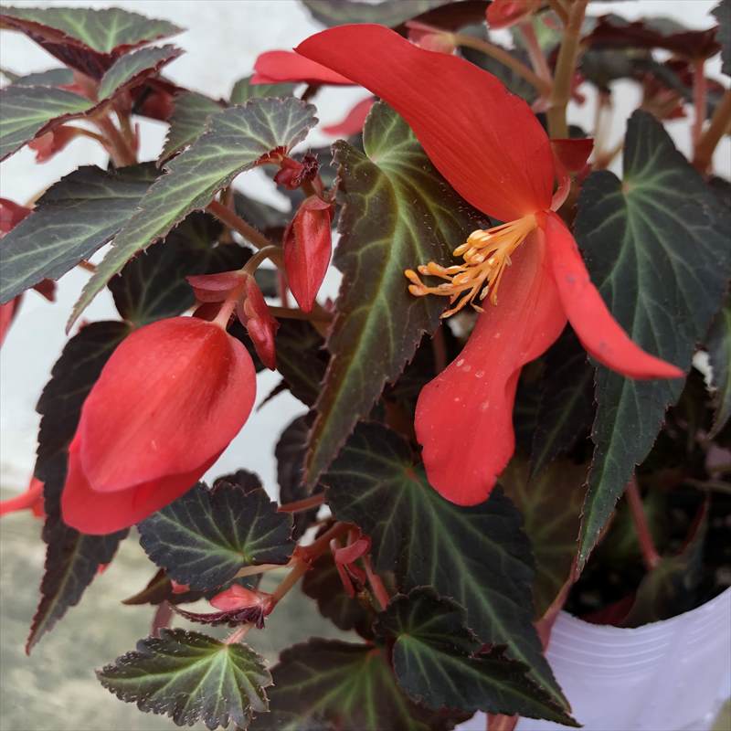 PW 球根ベゴニア サマーウィング ダークエレガンス 3.5号×3株セット