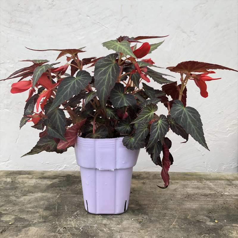 PW 球根ベゴニア サマーウィング ダークエレガンス 3.5号×3株セット