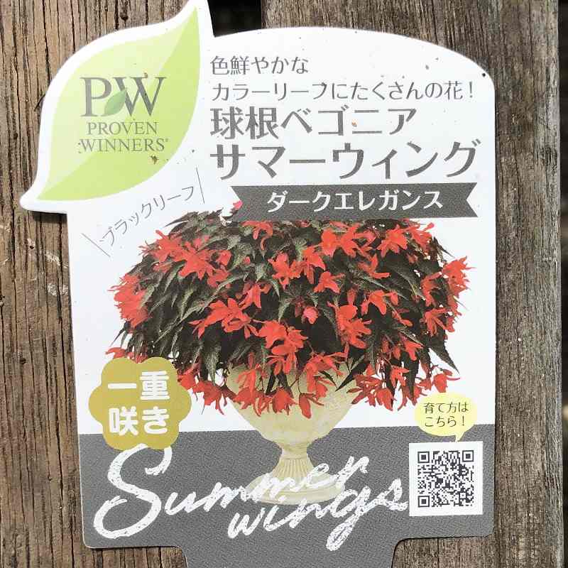 PW 球根ベゴニア サマーウィング ダークエレガンス 3.5号×3株セット