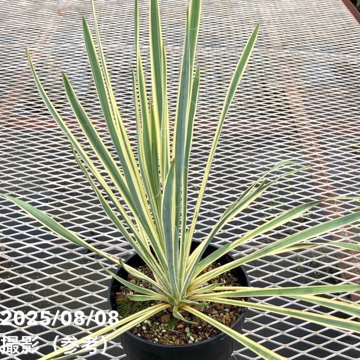 ユッカ様 ユッカ フィラメントーサ入荷しました。寒さに非常に強く、耐寒