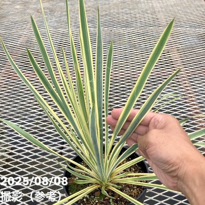 ユッカ 6号 ブライトエッジ｜花木01-D1 | 赤塚植物園自社農場
