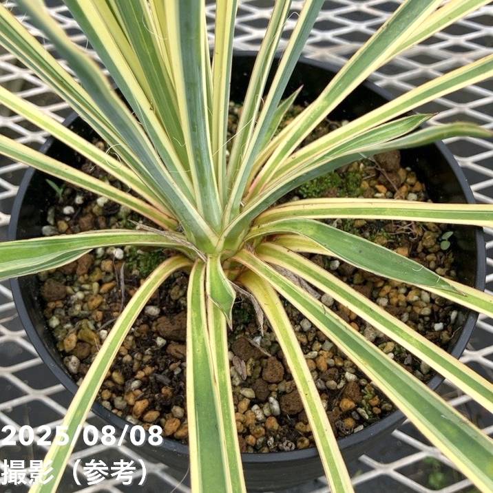 ユッカ 6号 ブライトエッジ｜花木01-D1 | 赤塚植物園自社農場