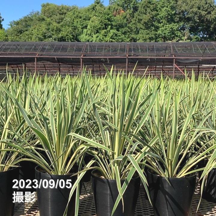 ユッカ 6号 ブライトエッジ|花木01-D1