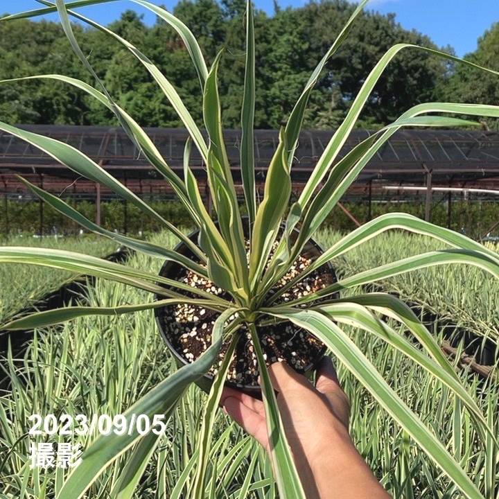 ユッカ 6号 ブライトエッジ|花木01-D1