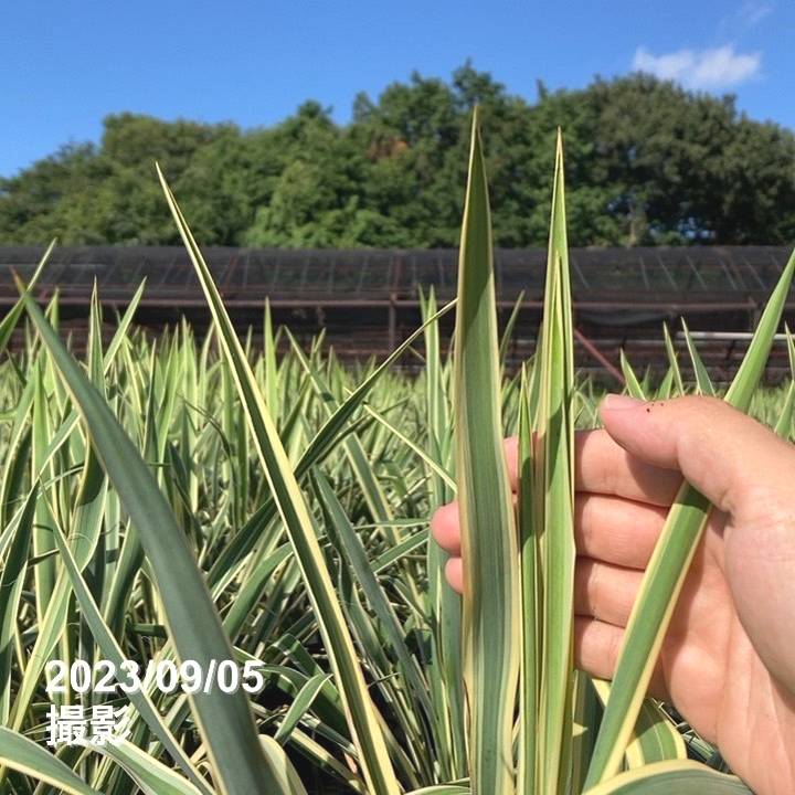ゆっか 観葉植物 ユッカ 6号 ロストラータ プラスチック鉢 | 観葉植物なら
