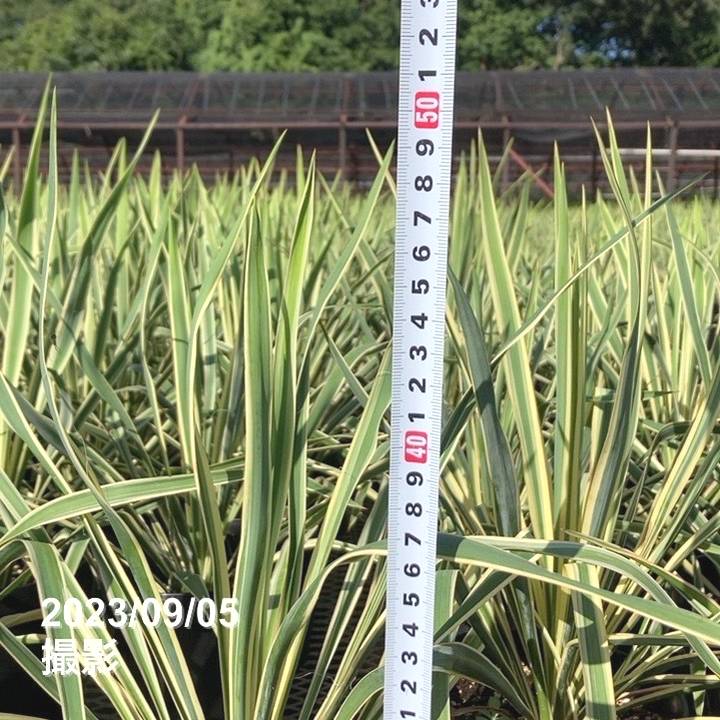 ゆっか 観葉植物 ユッカ 6号 ロストラータ プラスチック鉢 | 観葉植物なら