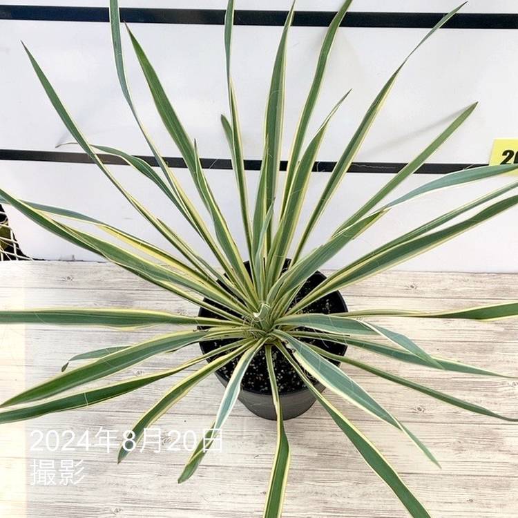 ユッカ 6号 ブライトエッジ|花木01-D1