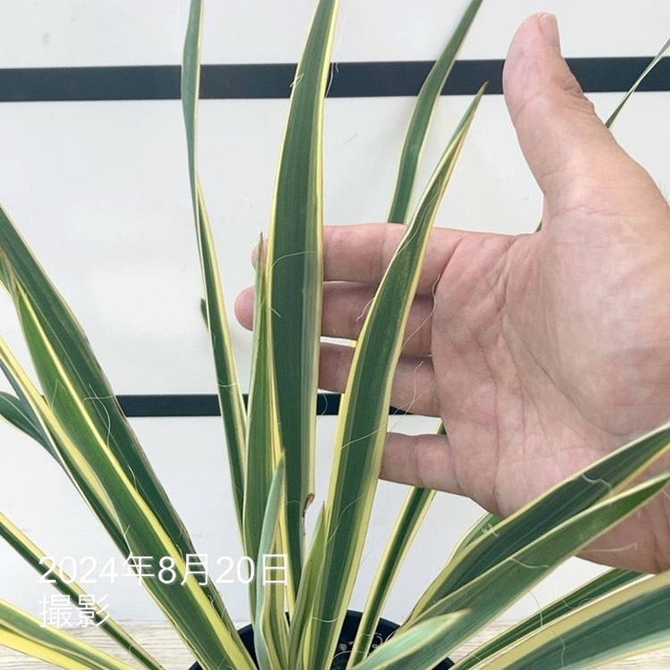 ユッカ 6号 ブライトエッジ|花木01-D1