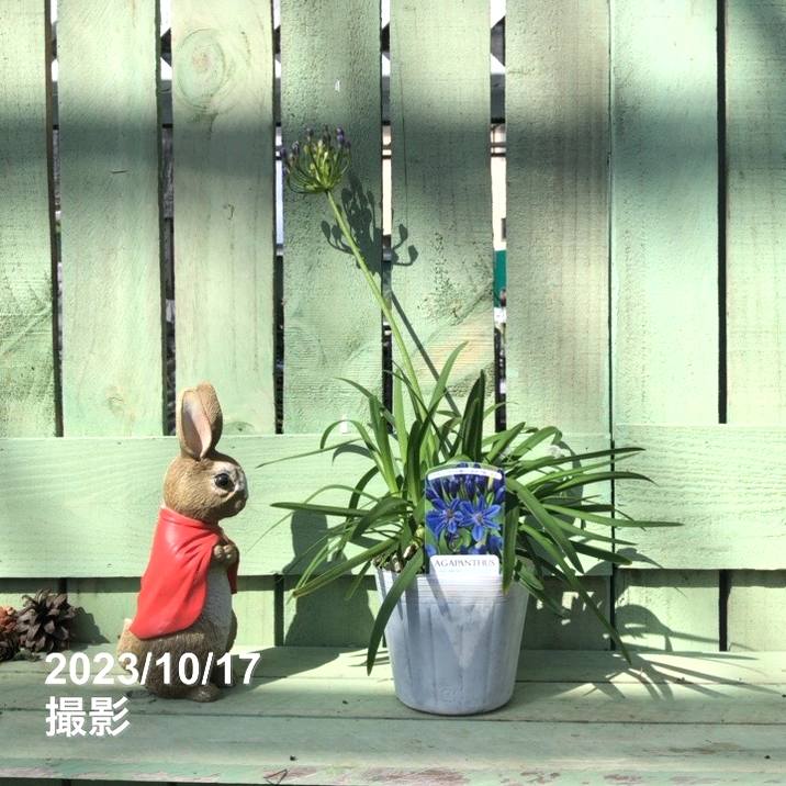 アガパンサス（四季咲き）サマーラブブルー 4号｜草花04-PA | 草花