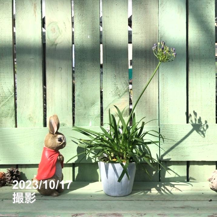 アガパンサス（四季咲き）サマーラブブルー 4号｜草花04-PA | 草花