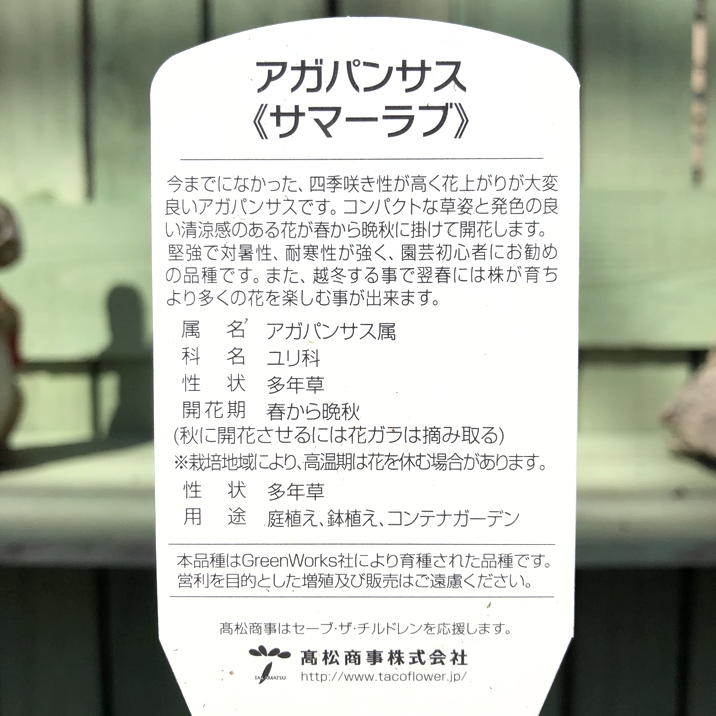 アガパンサス（四季咲き）サマーラブブルー 4号｜草花04-PA | 草花