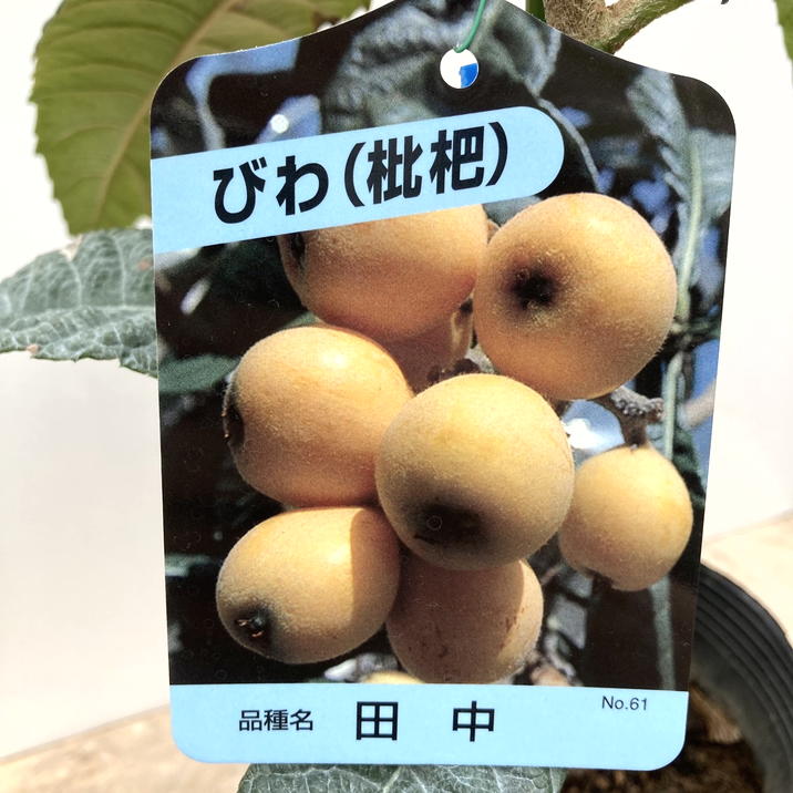 ビワ 田中 5号ポット｜果樹04-PA | 果樹 | 赤塚植物園オンライン 花の