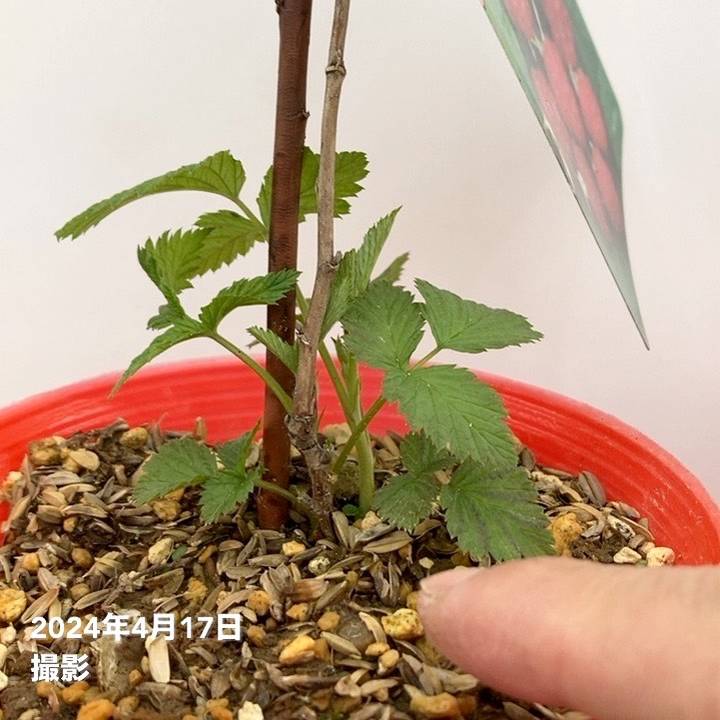 ラズベリー グレンアンプル 4号×2鉢セット｜果樹10-TU | 果樹