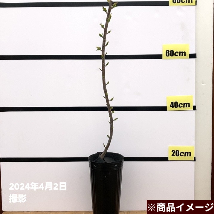 数量限定】鈴鹿の森庭園 しだれ梅名木「藤牡丹しだれ」接ぎ木苗