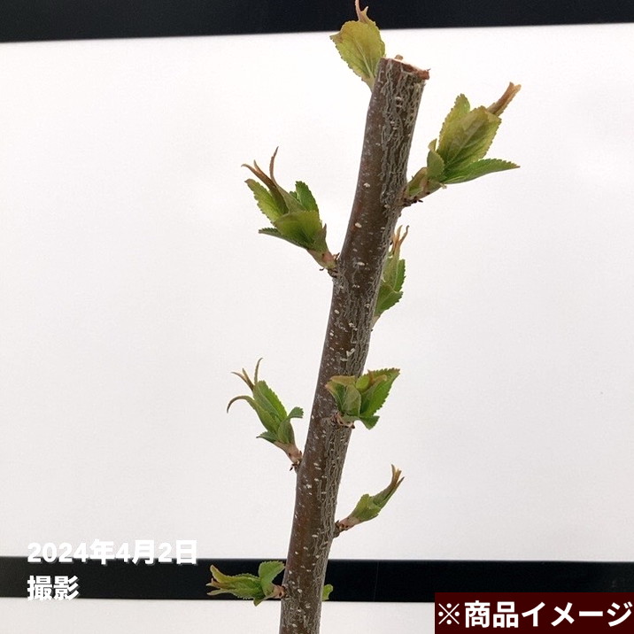 数量限定】鈴鹿の森庭園 しだれ梅名木「藤牡丹しだれ」接ぎ木苗