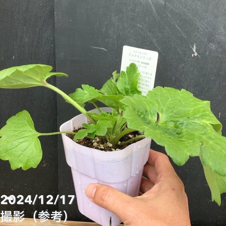 ラナンキュラス ラックスシリーズ 3.5～4号 ピュタロス｜草花04-PA