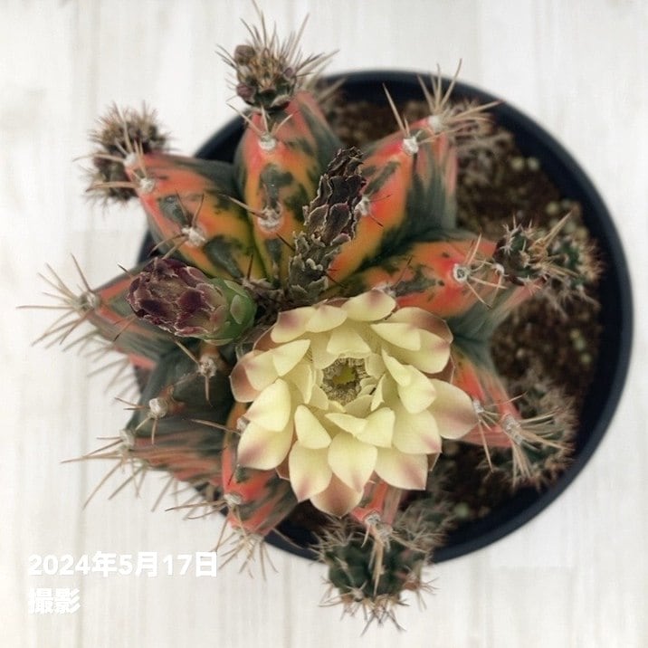 【現品】サボテン・ギムノカリウム・　緋牡丹錦（ひぼたんにしき）　5号　6D番 現品】サボテン・ギムノカリウム・ 緋牡丹錦（ひぼたんにしき） 5号 6D