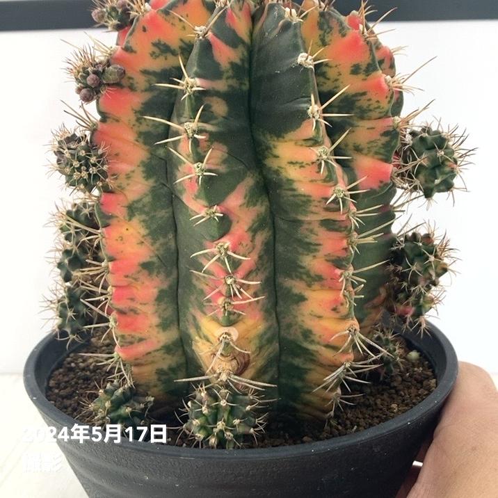 現品お届け】ギムノカリキウム 緋牡丹錦五色斑（ひぼたんにしきごしき