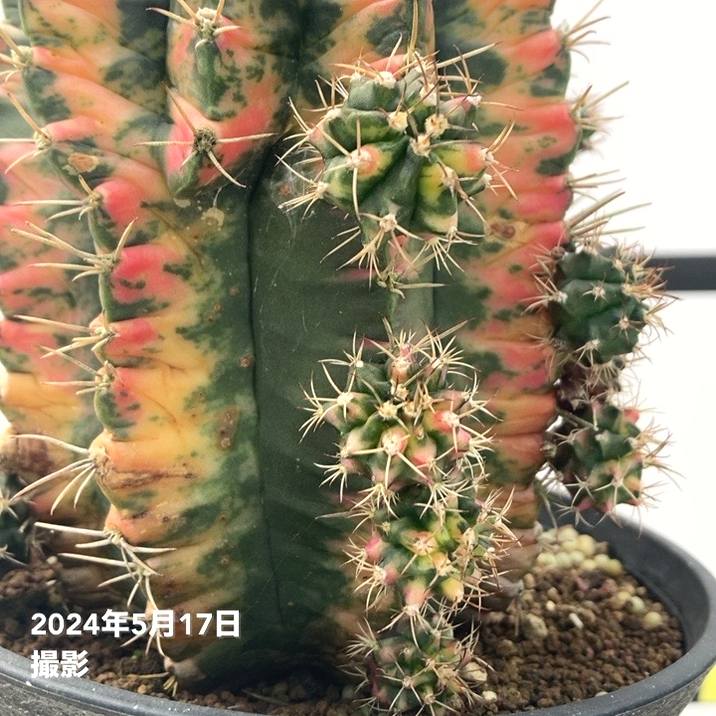 現品お届け】ギムノカリキウム 緋牡丹錦五色斑（ひぼたんにしき