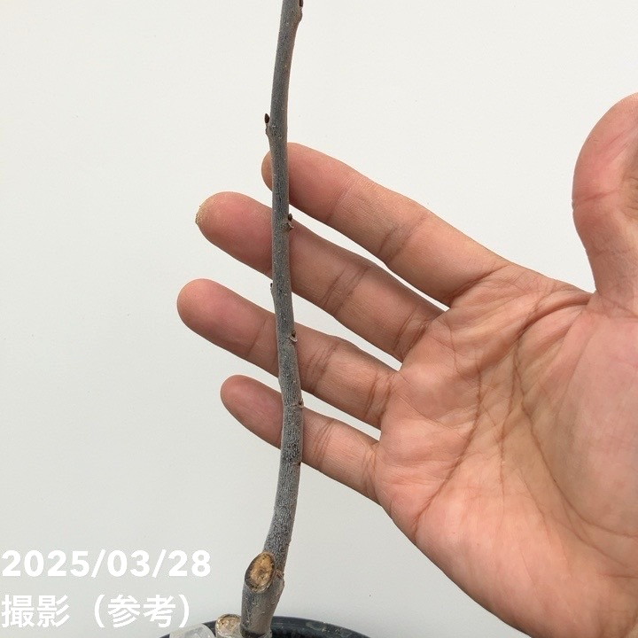 く*ま様 果樹　ピーターソンポポー　5寸3種3ポット　ポポー く*ま様 果樹 ピーターソンポポー 5寸3種3ポット ポポー - 果樹