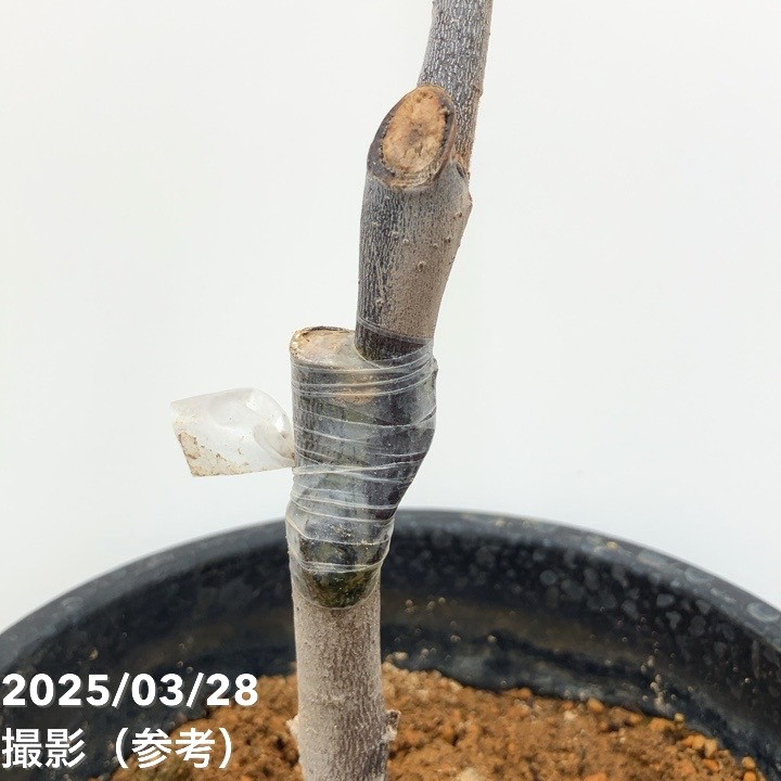 く*ま様 果樹 ピーターソンポポー 5寸3種3ポット ポポー く*ま様 果樹