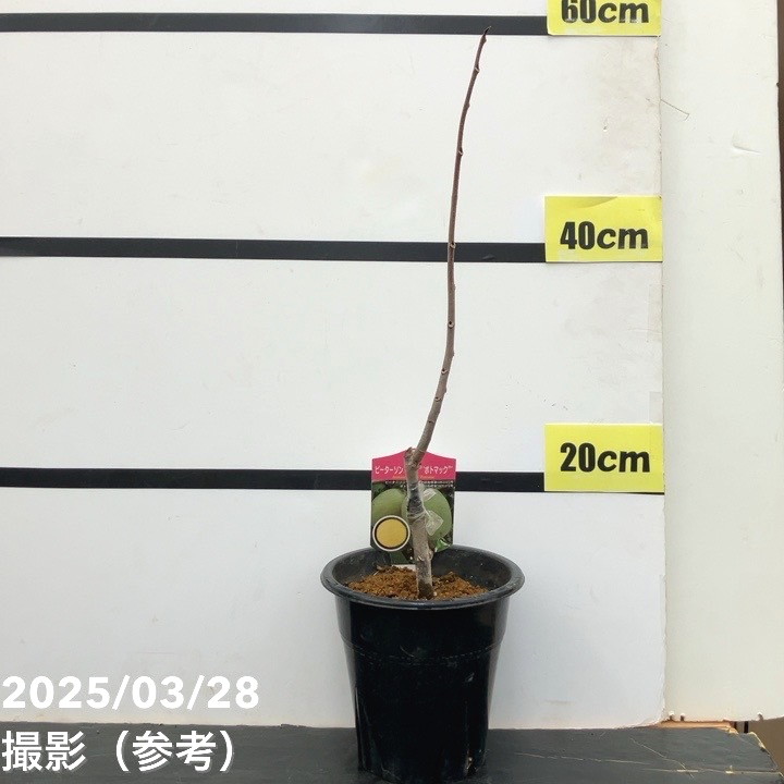 ピーターソンポポー ポトマック 5号｜果樹10-TU | 果樹,[珍しい果樹