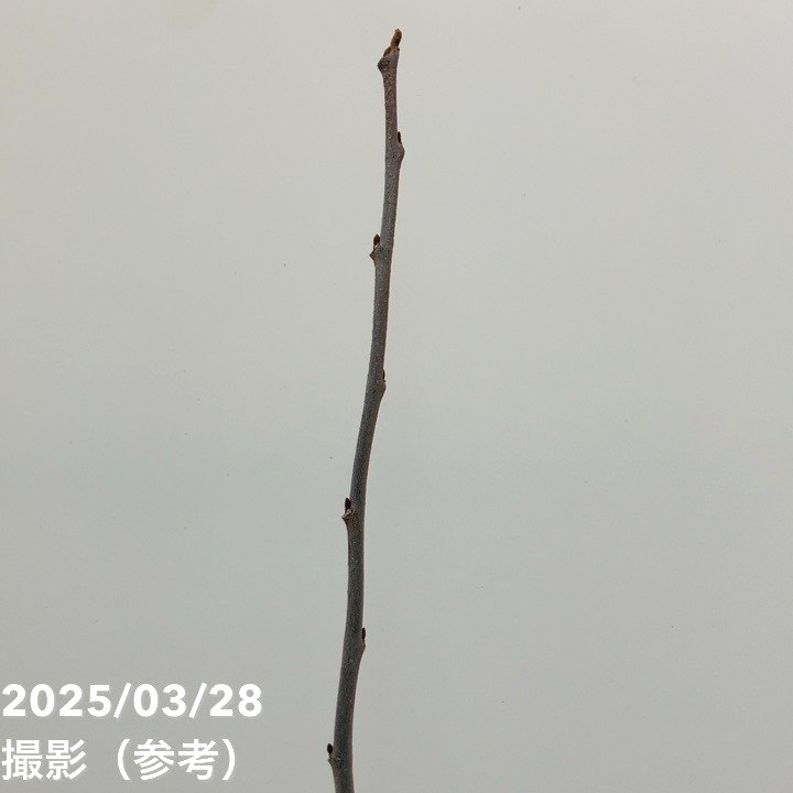 ピーターソンポポー ポトマック 5号｜果樹10-TU | 果樹,[珍しい果樹