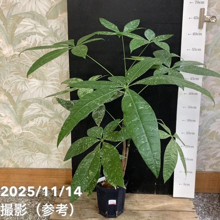 現品お届け】実生 斑入りパキラ Pachira glabra 'variegata'（Seedling