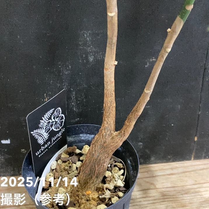 現品お届け】実生 斑入りパキラ Pachira glabra 'variegata'（Seedling
