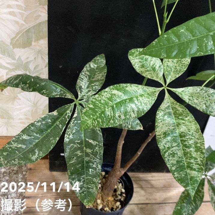 2千円値引　斑入り　パキラ　カクテル　3〜4種類楽しめます 現品お届け】実生 斑入りパキラ Pachira glabra 'variegata'（Seedling
