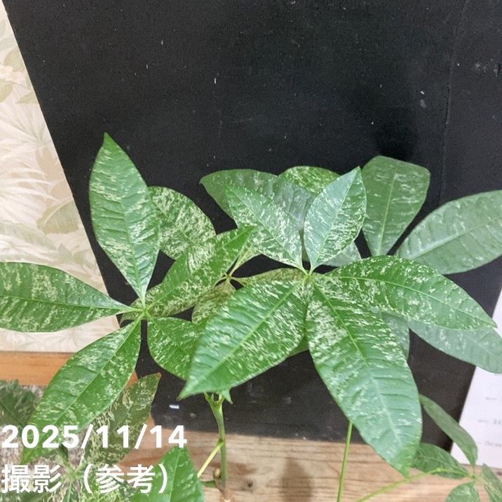現品お届け】実生 斑入りパキラ Pachira glabra 'variegata'（Seedling