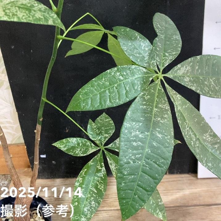 現品お届け】実生 斑入りパキラ Pachira glabra 'variegata'（Seedling