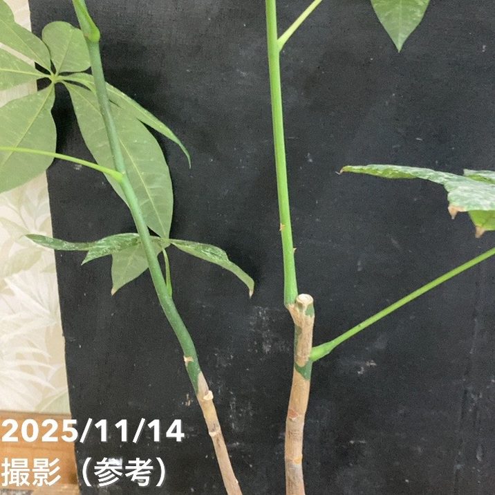 現品お届け】実生 斑入りパキラ Pachira glabra 'variegata'（Seedling