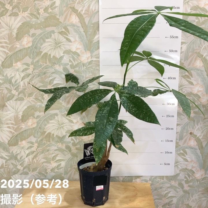 実生苗 斑入りパキラ Pachira glabra Variegata／迷彩 散り斑