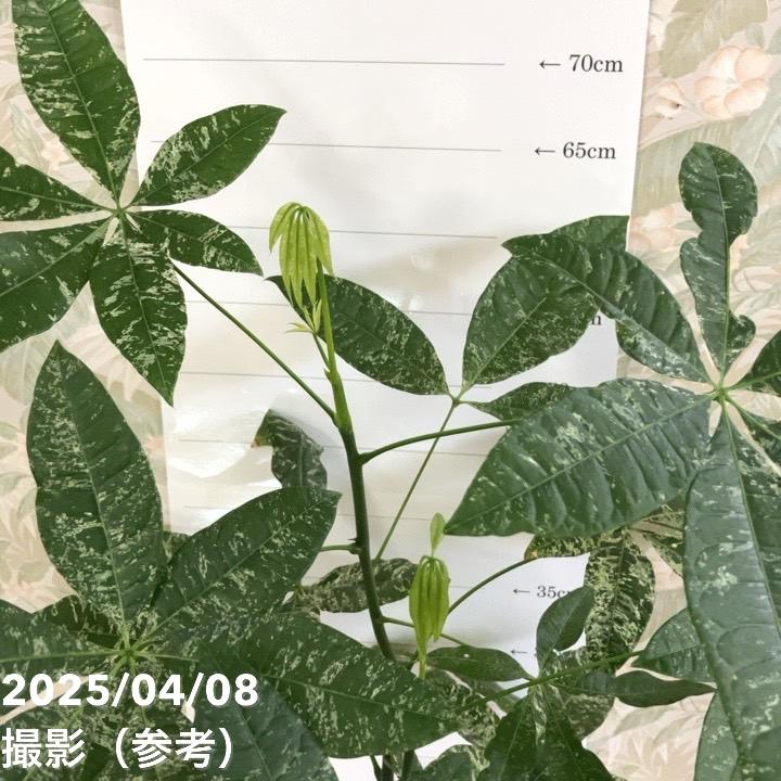 現品お届け】実生 斑入りパキラ Pachira glabra 'variegata