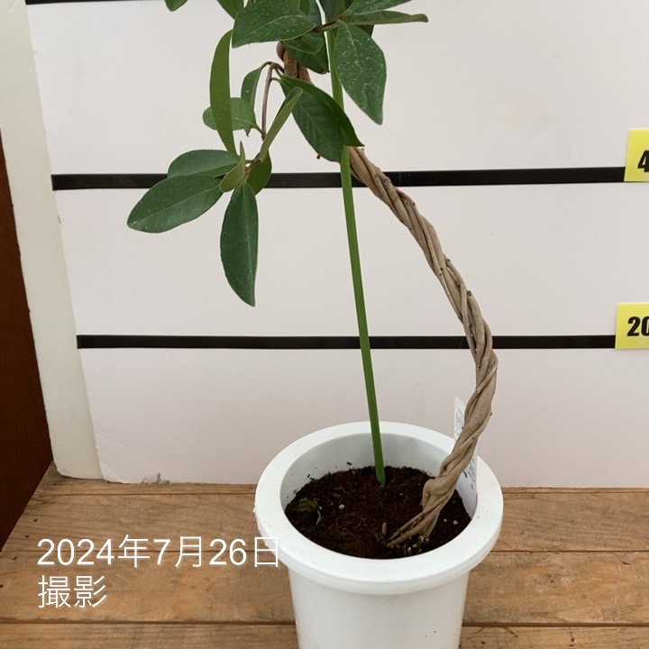 実付き＞ストロベリーグァバ 7号｜s200｜果樹10-TU | 果樹