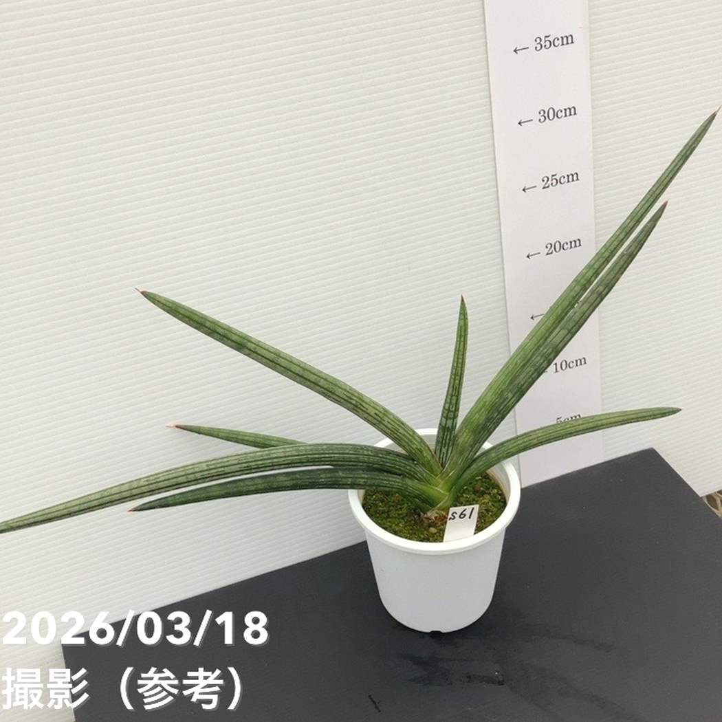 現品お届け】サンスベリア 4号 スパイダ― 白プラ鉢仕様（S61）｜観葉02