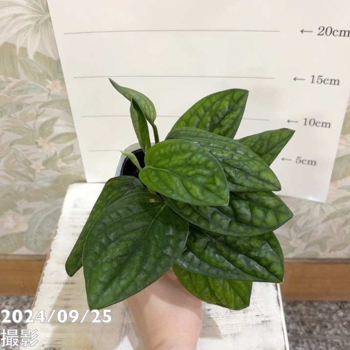 モンステラ シャトルコック 3.5号｜観葉04-PA | 観葉・多肉,モンステラ