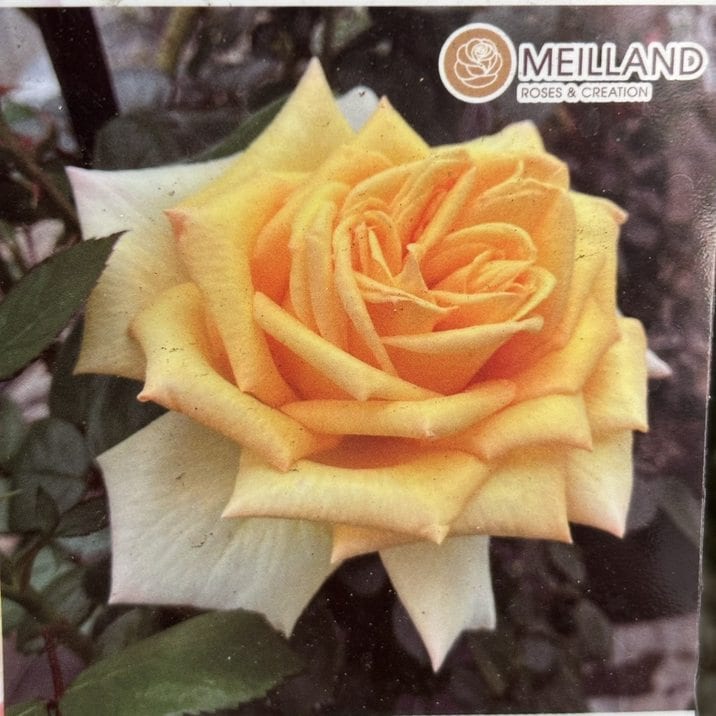 バラ大苗 アンソレイユ 4.5号ロングポット 京成バラ園芸|花木04-PA