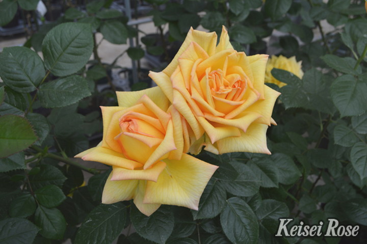 ピエラクレオパトラソレイユオーレアゴールド交配発芽苗 ピエラ